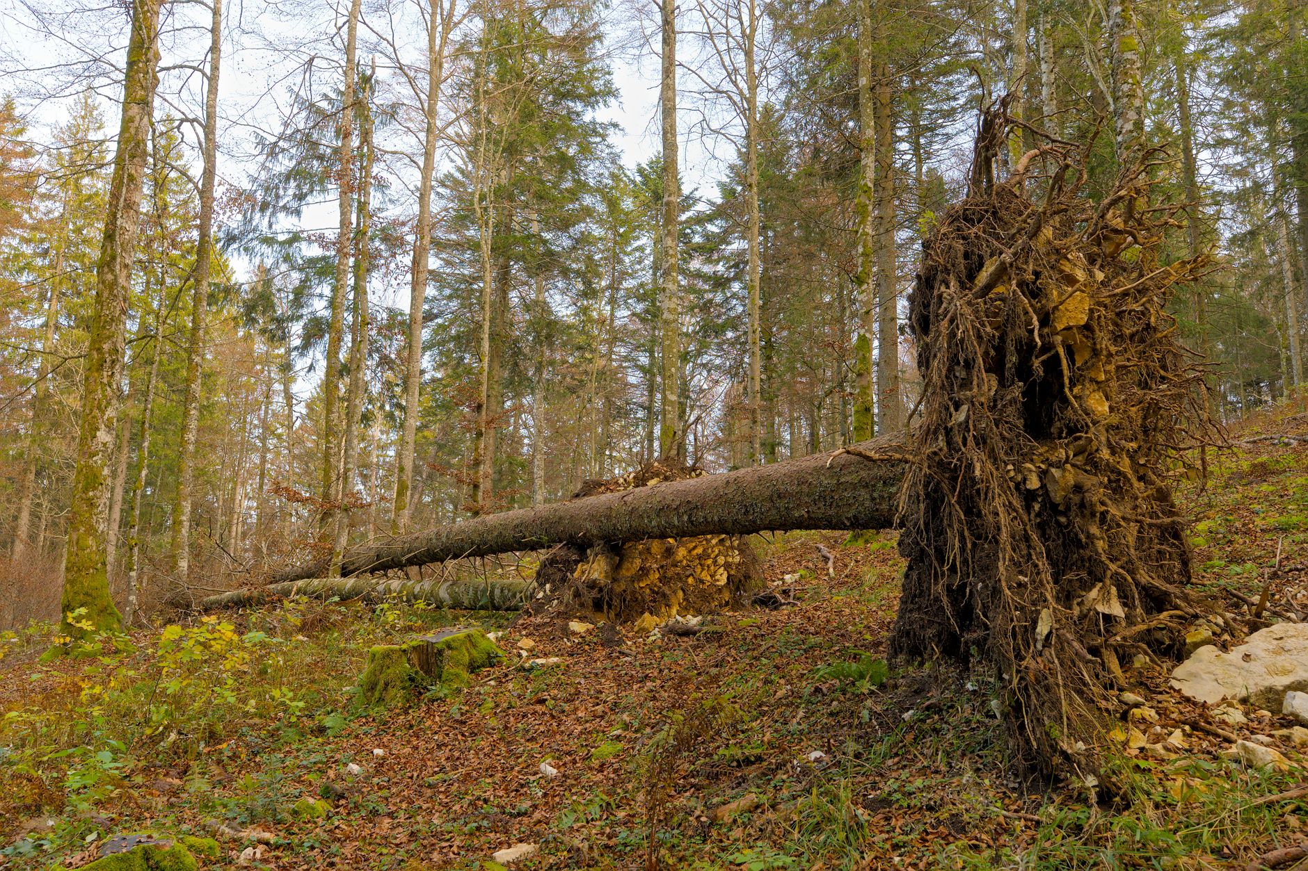 Enlèvement arbre urgence équipe à Monaco